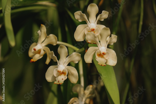 Orchid flower blooming close up in garden