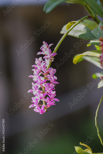 Orchid flower blooming close up in garden