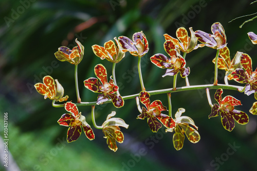 Orchid flower blooming close up in garden
