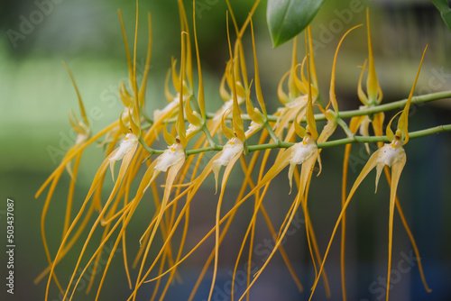 Orchid flower blooming close up in garden