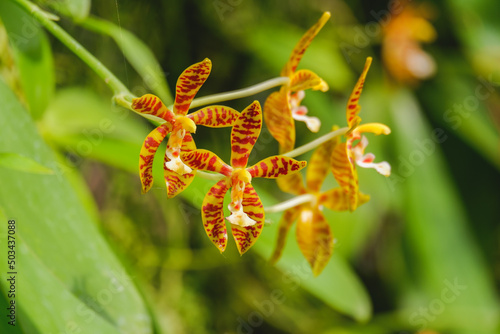 Orchid flower blooming close up in garden
