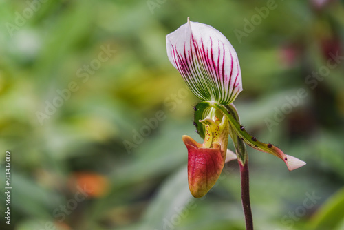 Orchid flower blooming close up in garden