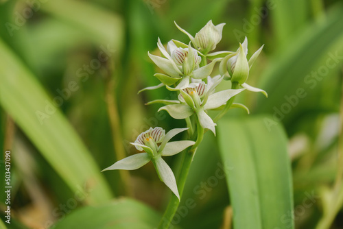 Orchid flower blooming close up in garden