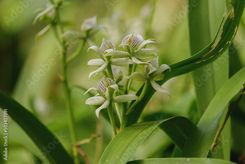 Orchid flower blooming close up in garden