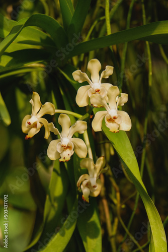 Orchid flower blooming close up in garden