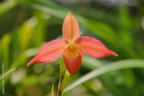 Orchid flower blooming close up in garden