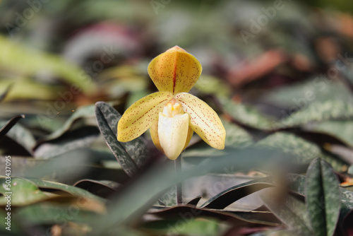 Orchid flower blooming close up in garden