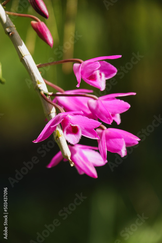 Orchid flower blooming close up in garden