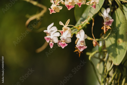 Orchid flower blooming close up in garden