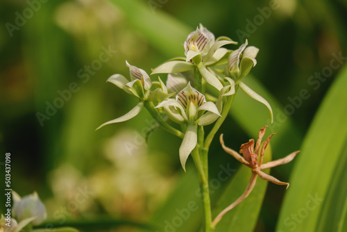 Orchid flower blooming close up in garden