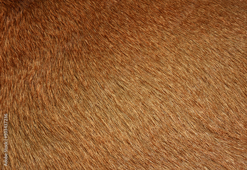 Full frame brown fur, brown deer fur for the background.