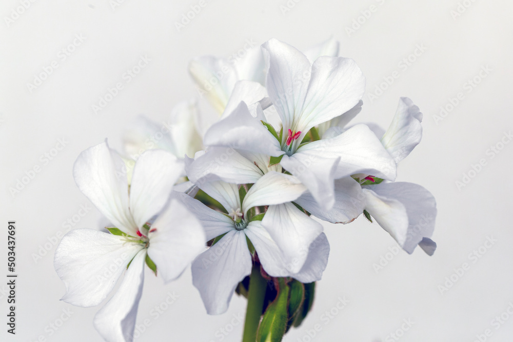 Obraz premium close-up of geranium flower (Pelargonium L`Herit)