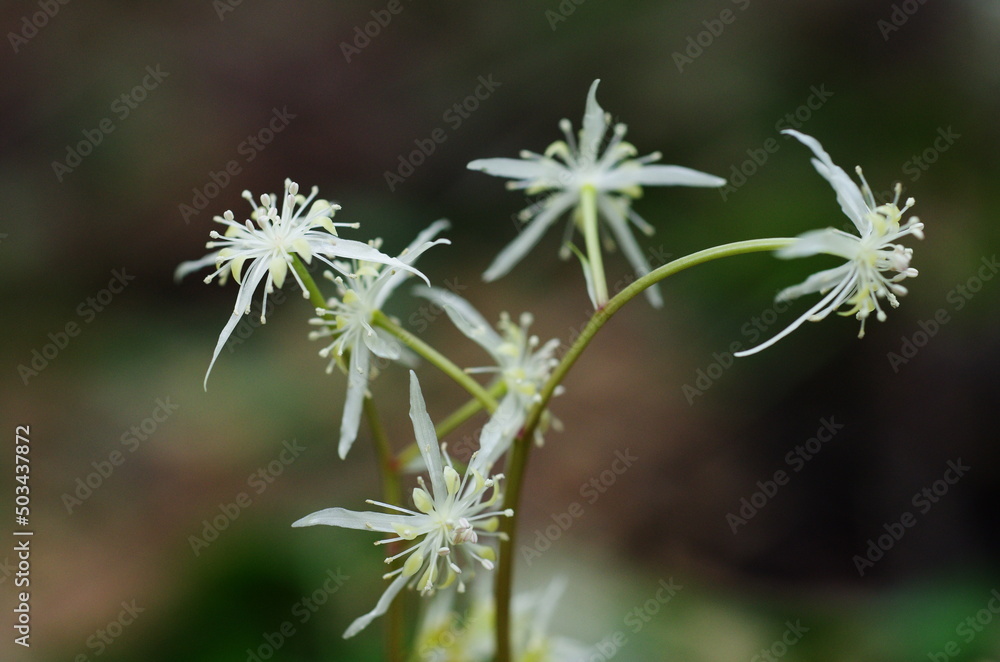 オウレンの花 オウレンの花