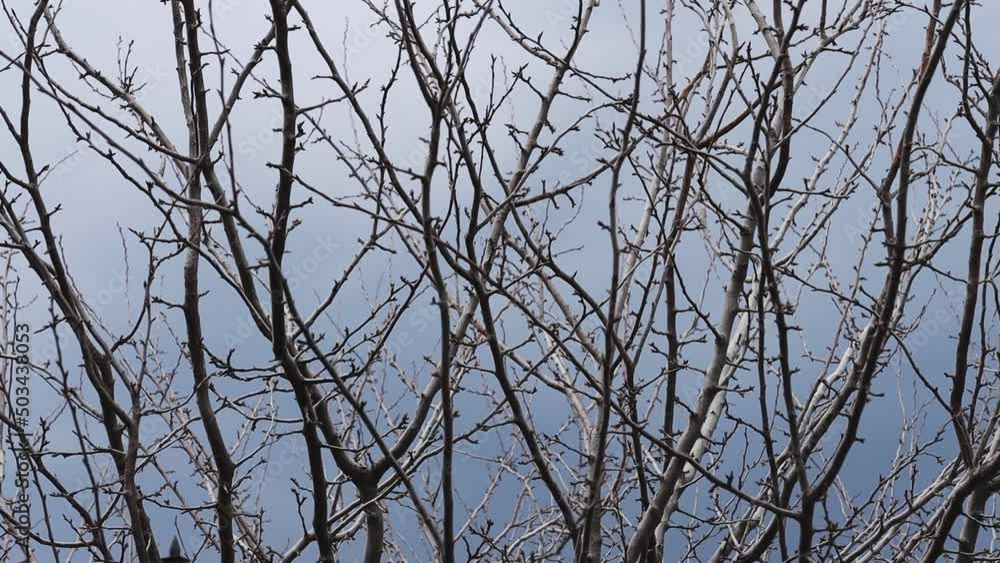 Bare branches of a tree without leaves against a dark sky. The plant is moving slowly outdoors. Bare branches of a tree without leaves against a dark sky. The plant is moving slowly outdoors.