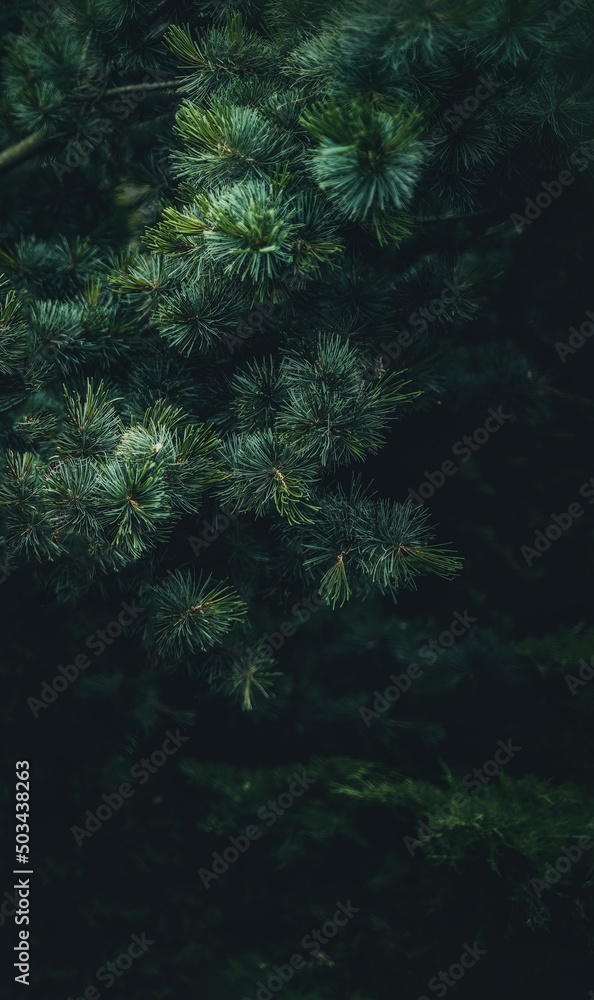 Pine branches with needles on blurred background.