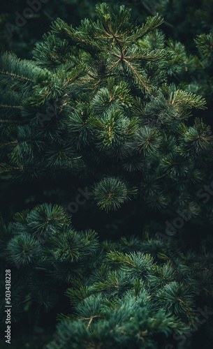 Pine branches with needles on blurred background.