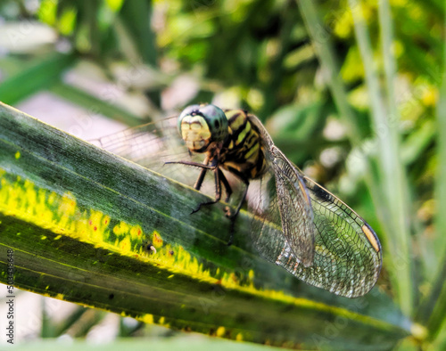 dragonfly on leaf
