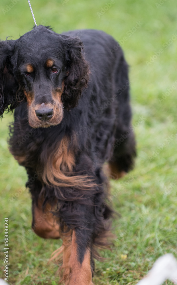 Gordon Setter walking in the dog show ring Gordon Setter walking in the dog show ring