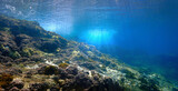 underwater scene with coral reef