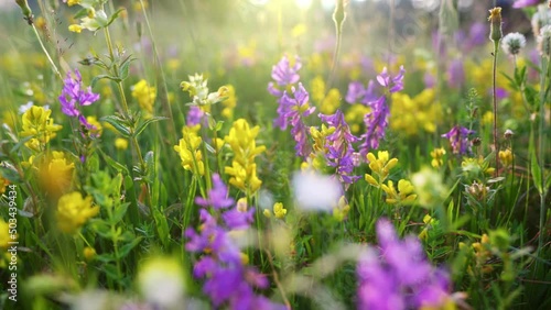 Alpine European meadows with colorful flowers. Camera moves in the grass among yellow and purple summer meadow flowers. UHD, 4K.