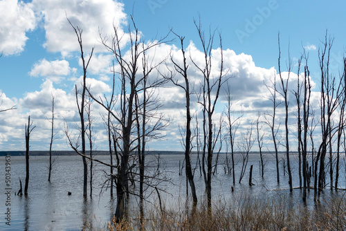Dry trees in the water. Bank of the Volga River in spring.