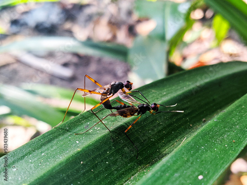 ant on a green leaf