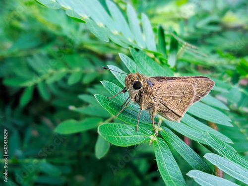 butterfly on leaf