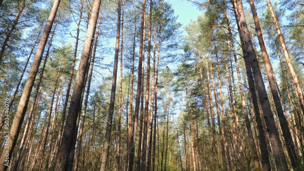 Walking in the spring pine forest. The camera pan down from treetops. Walking in the spring pine forest. The camera pan down from treetops.