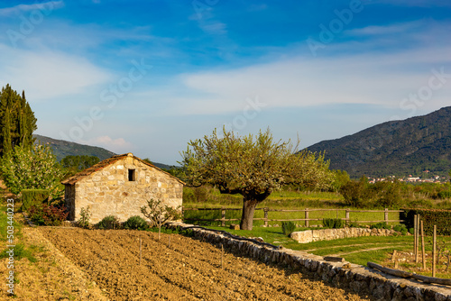 Barn in vineyard in croatian valley. Early summer.
