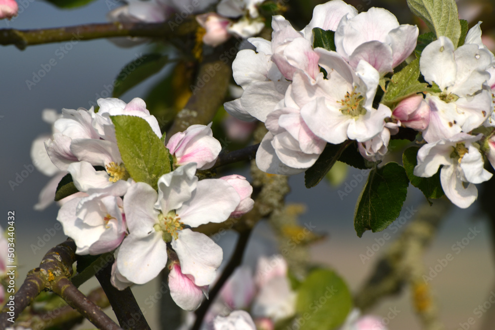 Obstbaumblüte