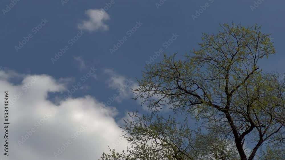 beautiful tree branches beautiful tree branches