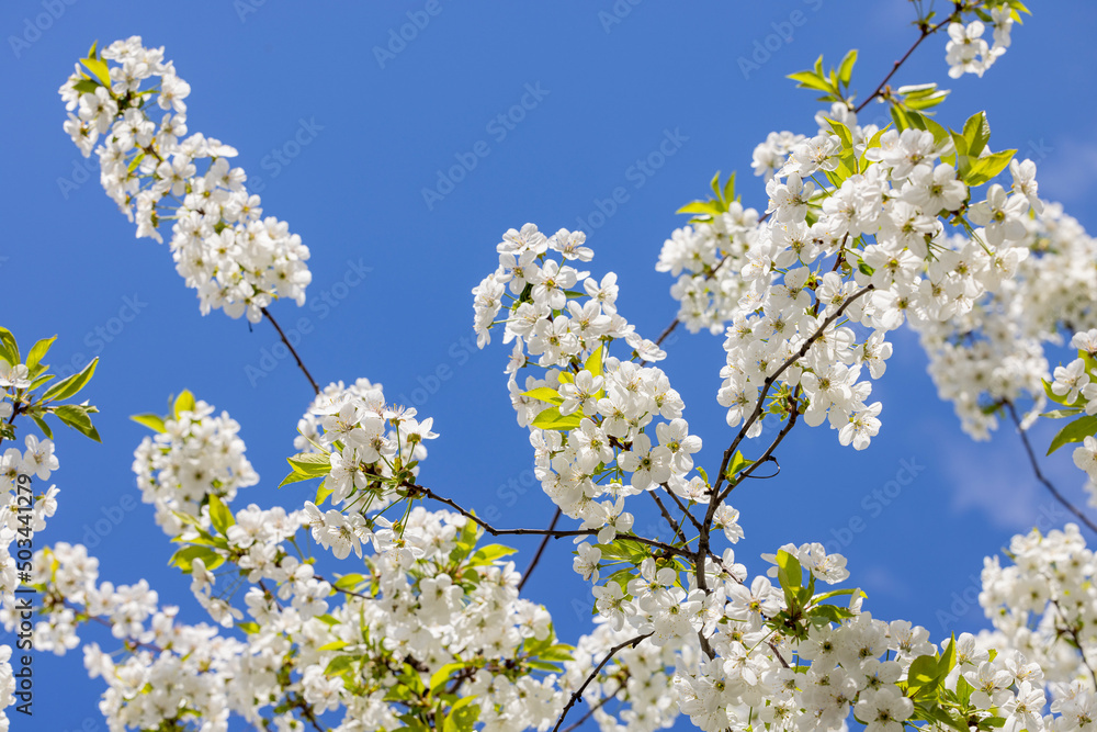 Spring background art with white cherry blossom on blue sky background. Beautiful nature scene with blooming tree and sun flare. Spring background art with white cherry blossom on blue sky background. Beautiful nature scene with blooming tree and sun flare.