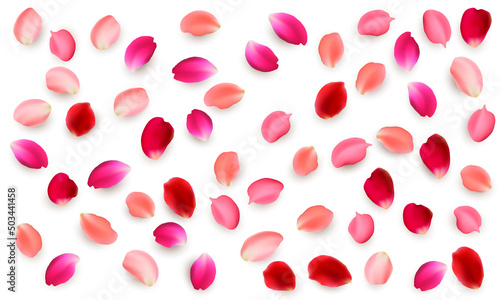 Realistic vector elements set of rose petals. Red and pink petals of rose flower