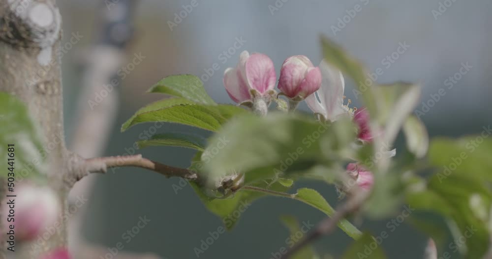 Spring time. Blossoming branches of an apple tree. Spring time. Blossoming branches of an apple tree.
