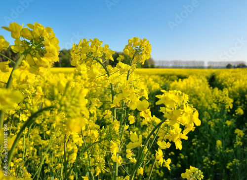 Rapsblüten in voller Pracht