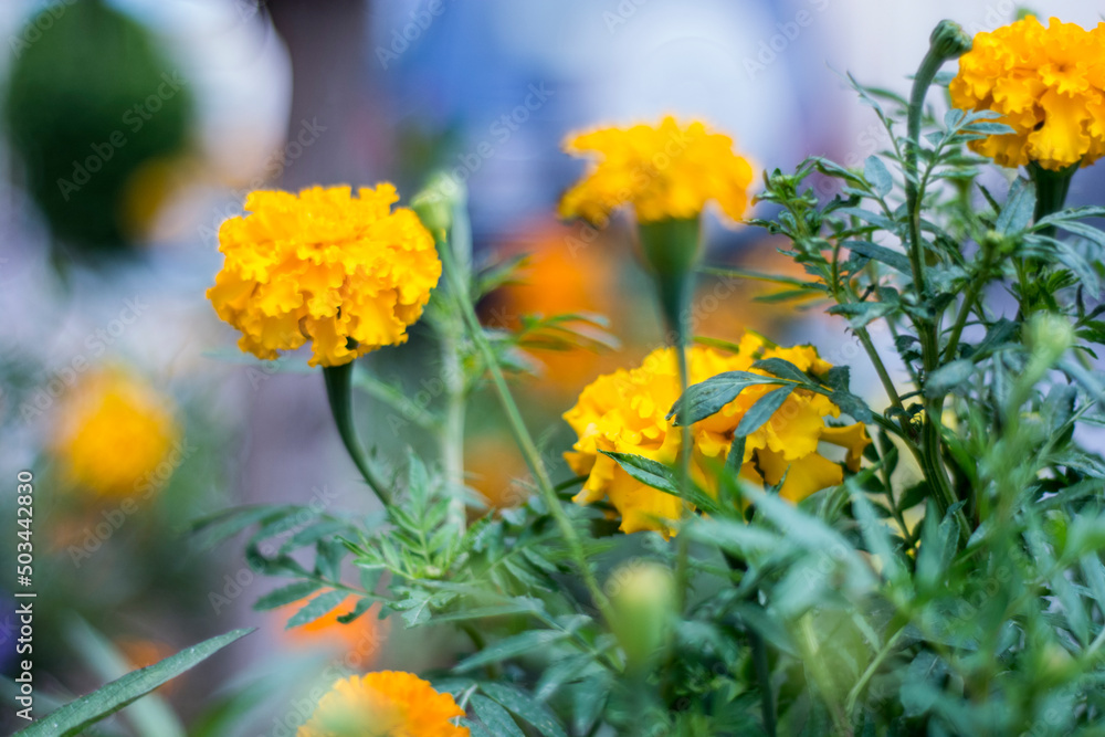 yellow flowers in the garden yellow flowers in the garden