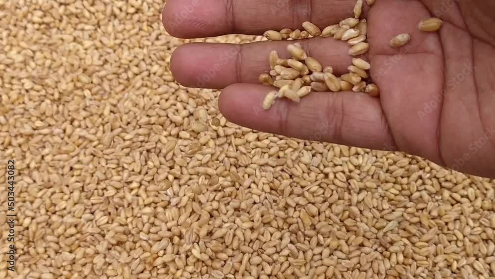 Farmer checking newly harvested raw organic farm fresh golden brown dry grain seeds or ears of wheat or rye after harvesting using hand for quality or damages. Closeup detail macro flat lay top view. Farmer checking newly harvested raw organic farm fresh golden brown dry grain seeds or ears of wheat or rye after harvesting using hand for quality or damages. Closeup detail macro flat lay top view.