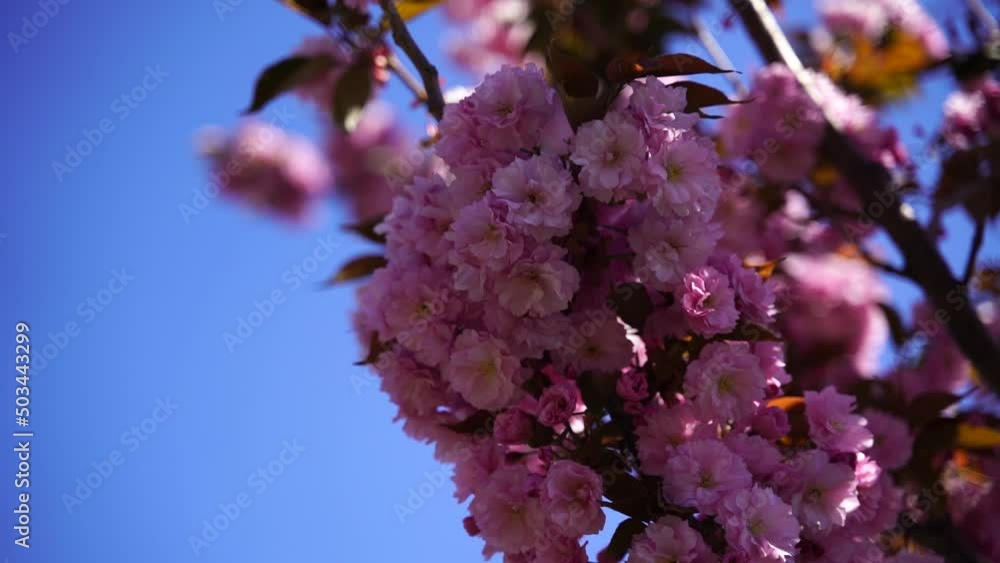 Double cherry blossoms in full bloom. A tree branch with flowers against a blue sky and the sun shines through the flowers. Double cherry blossoms in full bloom. A tree branch with flowers against a blue sky and the sun shines through the flowers.