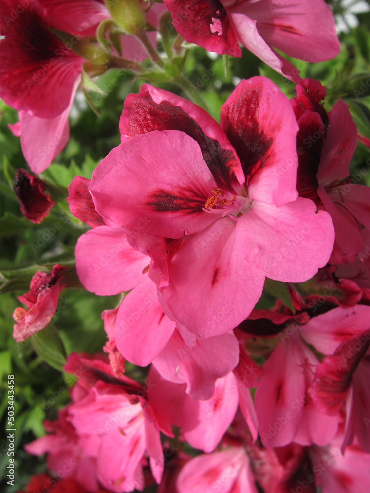 Closeup bright pink flowers of pelargonium grandiflorum.