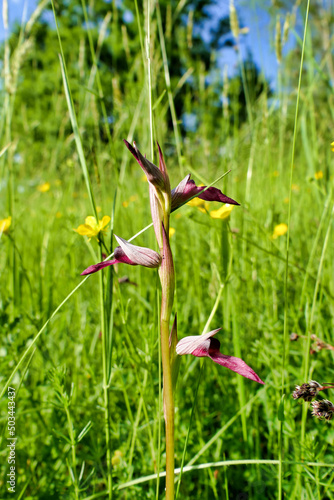 Close up of a Tongue Orchid (Serapias-lingua) in a wildflower meadow
 photo