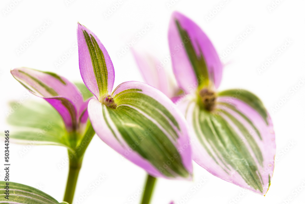 Plant with purple and green leaves and white small flowers on white background, Tradescantia Nanouk 