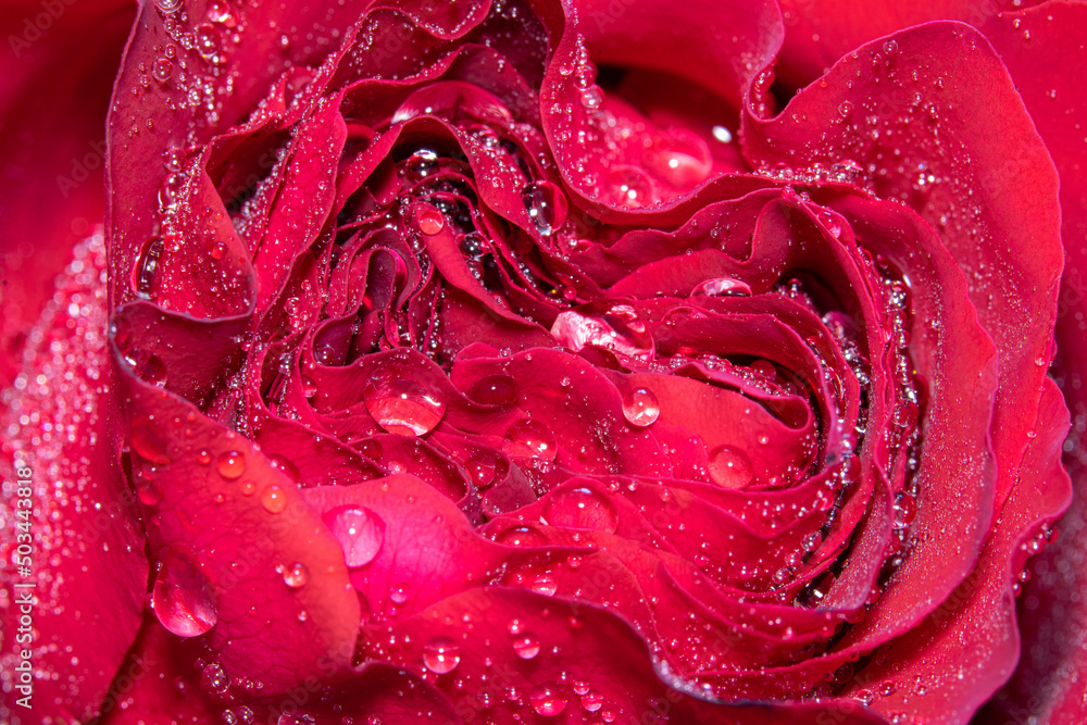 Full frame macro shot of a red rose with water droplets on it. Full frame macro shot of a red rose with water droplets on it.