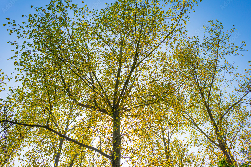 Obraz premium Trees in a forest under a blue sky in bright sunlight in springtime, Almere, Flevoland, The Netherlands, May 7, 2022