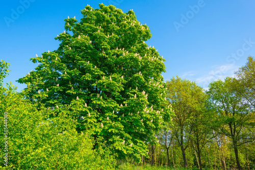 Blossoming tree in in a green field under a blue bright sky in sunlight in springtime  Almere  Flevoland  The Netherlands  May 7  2022