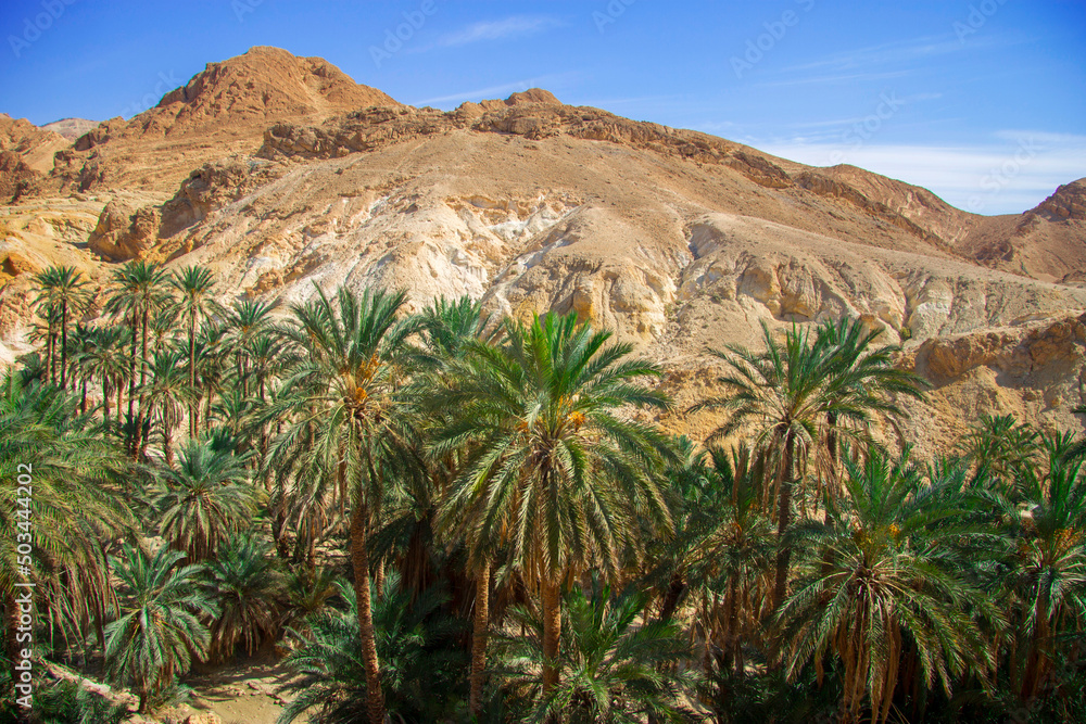 Date palm trees against blue sky with white clouds Date palm trees against blue sky with white clouds