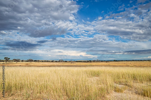 Kalahari Landscape © Cathy Withers-Clarke