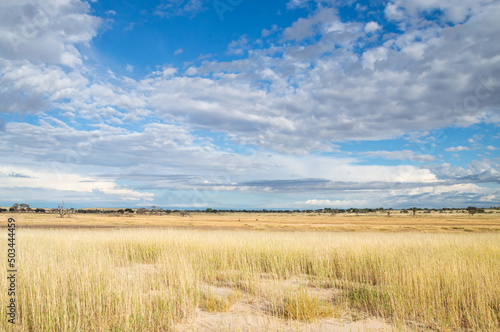 Kalahari Landscape