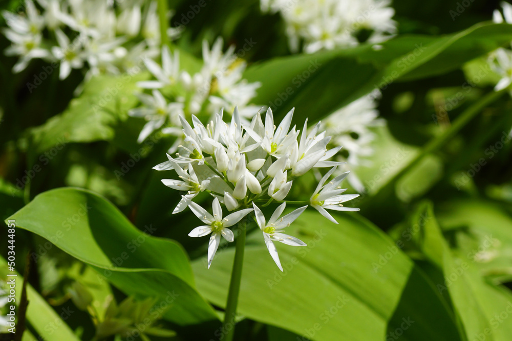 White flowers of wild garlic (Allium ursinum) a bulbous perennial flowering plant in the amaryllis family Amaryllidaceae. Spring, Netherlands White flowers of wild garlic (Allium ursinum) a bulbous perennial flowering plant in the amaryllis family Amaryllidaceae. Spring, Netherlands