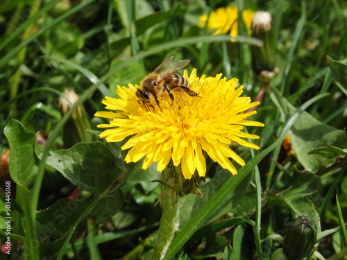 A honey bee in pollen collects nectar on a yellow spring dandelion flower. Pollination of plants is an example. The simple beauty of nature.