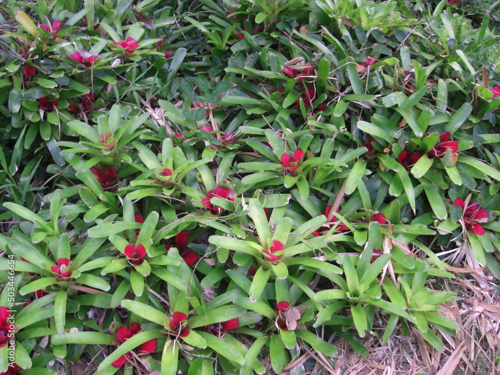 Obraz premium Tropical plants in Hawaii, the Oahu island, year 2011